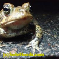 /home//u458753944/public_html/sourcegallery//Roxborough Toad Detour/2013-2019/2018/2018-04-28/small/P4280004.jpg